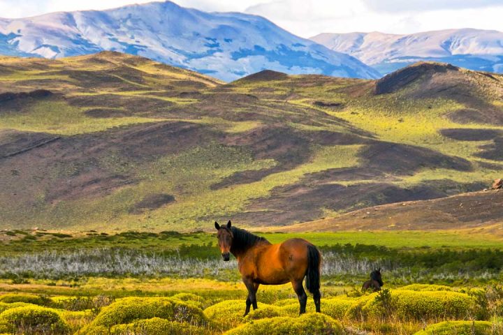 Высокогорье Патагонии. Дикая лошадь на бескрайнем пастбище, горной системы Патагонии.