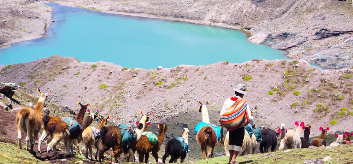 Горный трекинг в высокогорьях Перуанских анд среди пасущихся Альпак и Лам.